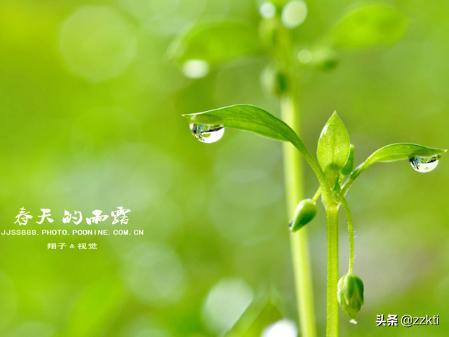 春天的诗句 古诗大全（春天的诗句 古诗100首）