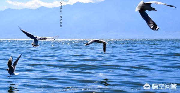 身之所往（身之所往的意思是什么）