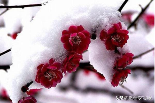 梅花香自苦寒来的全诗（梅花香自苦寒来的全诗书法作品）