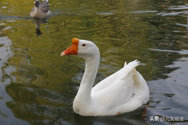 儿童唐诗100首（儿童唐诗100首1下载）