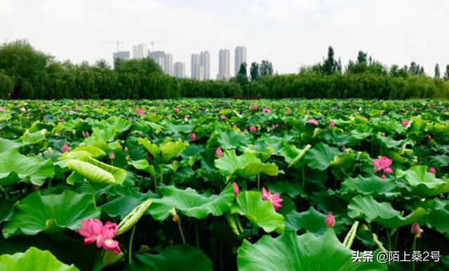 关于夏天的诗句（小学关于夏天的诗句）