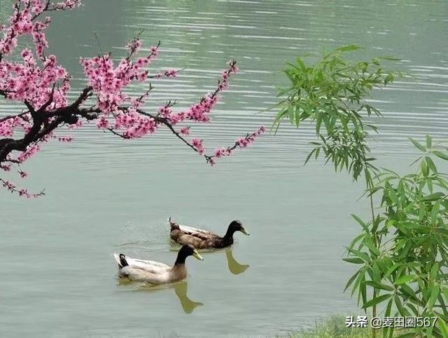 惠崇春江晚景（惠崇春江晚景注释和诗意）