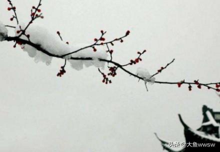 古诗梅花王安石（古诗梅花王安石翻译）