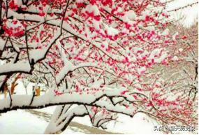 雪却输梅一段香（雪却输梅一段香却的意思）
