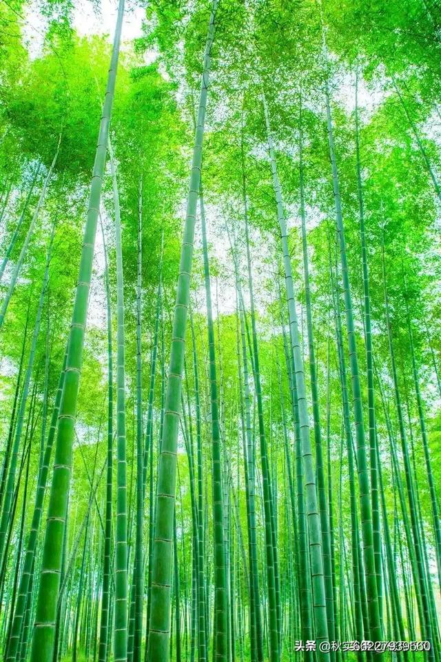 李白最恐怖的藏头诗（李白最恐怖的藏头诗,外甥打灯笼的歇后语）