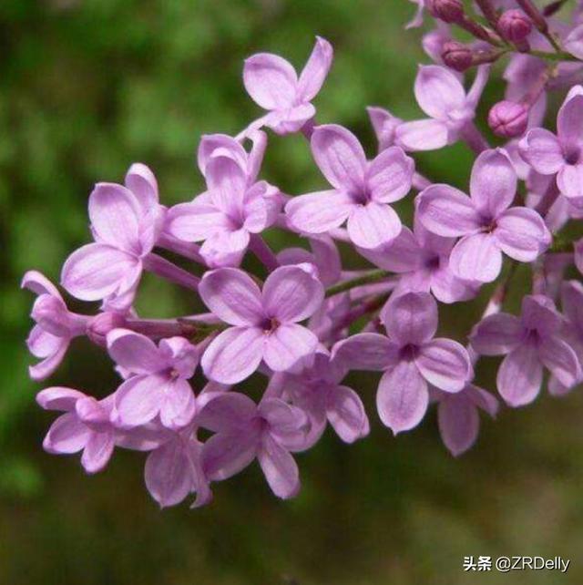 一年级诗歌朗诵大全100首（一年级诗歌朗诵大全100首图片）