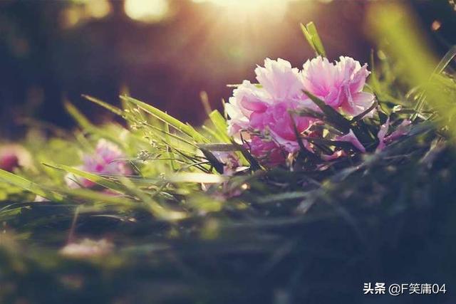 花开花落终有时（花开花落终有时,缘来缘去终会散）