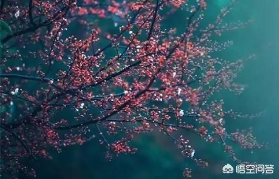 春风得意马蹄疾（春风得意马蹄疾,一日看尽长安花寓意描绘的是什么场景）